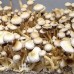 White Golden Teacher Spores