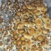 Z Strain Magic Mushroom Spores