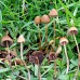 Psilocybe Mexicana Magic Mushroom Spores