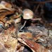 Psilocybe Caerulipes Magic Mushroom Spores