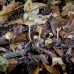 Psilocybe Caerulipes Magic Mushroom Spores