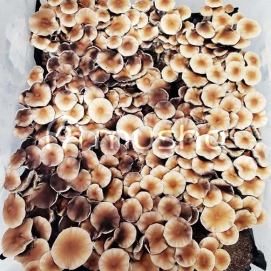 Magic Mushroom Spores