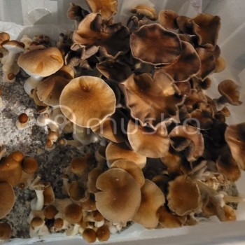 Z Strain Magic Mushroom Spores